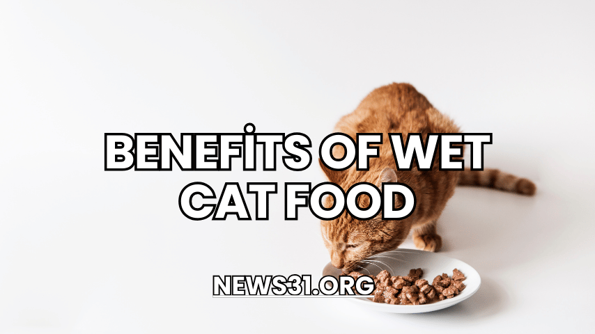 ​Benefits of Wet Cat Food