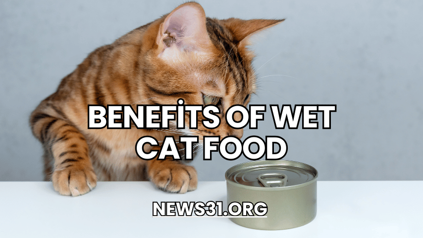 ​Benefits of Wet Cat Food