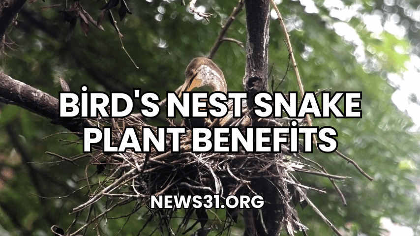 ​Bird's Nest Snake Plant Benefits