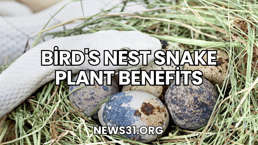 ​Bird's Nest Snake Plant Benefits