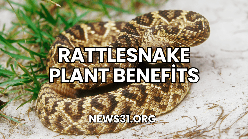 Rattlesnake Plant Benefits