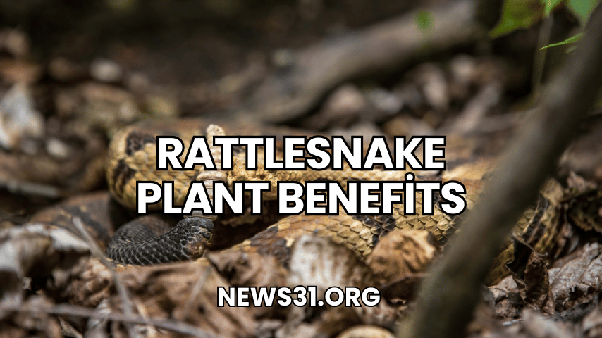 Rattlesnake Plant Benefits