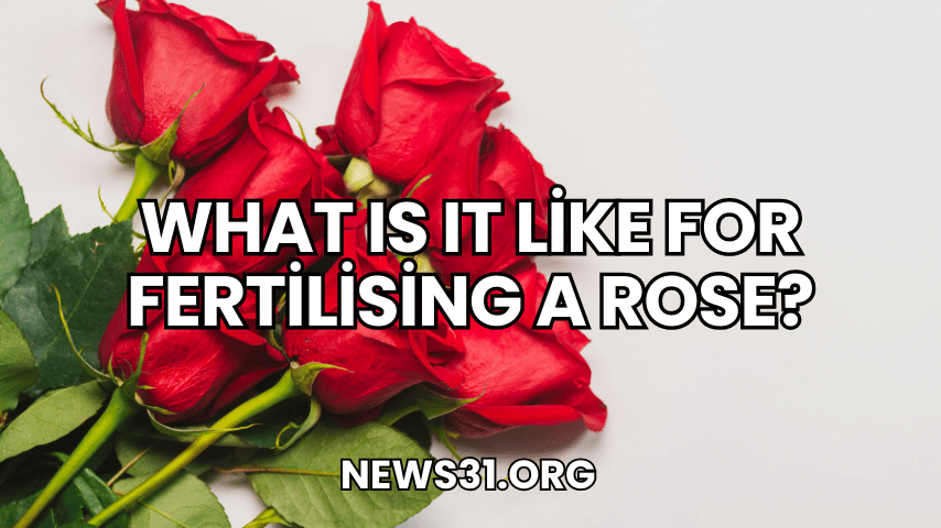 What Is It Like for Fertilising a Rose?